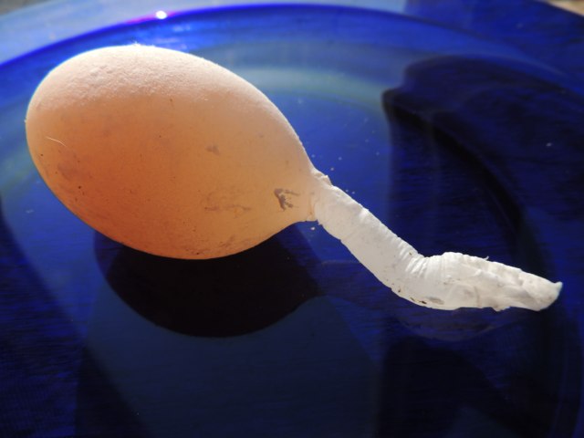 egg with tail