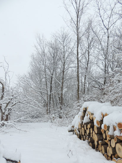 snowy woodpile 