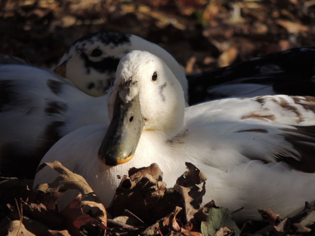 duck in leaf pile