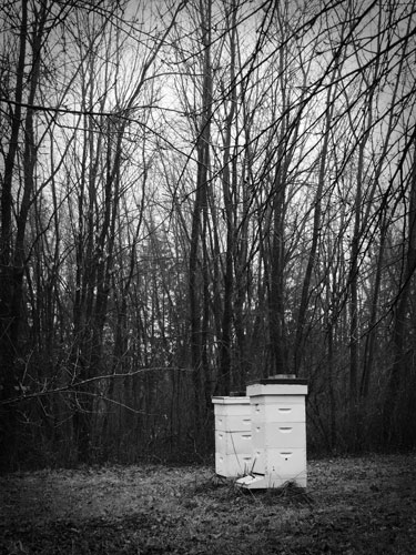 black and white bee hives